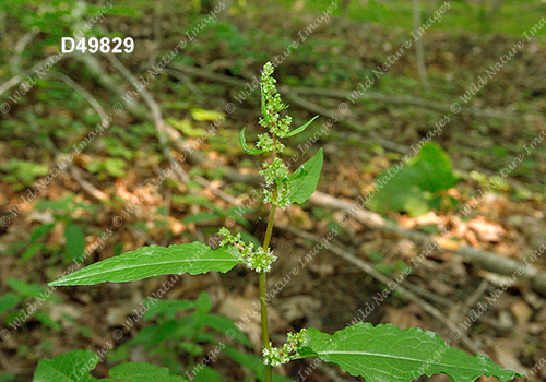 Bitter Dock (Rumex obtusifolius)